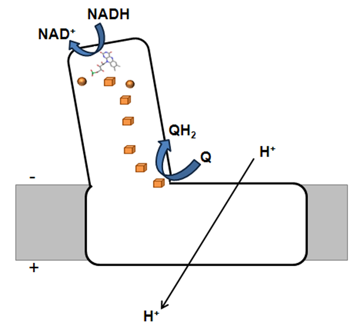 Complex I