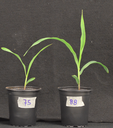 Microbiota-driven genetic switch could promote plant leaf growth