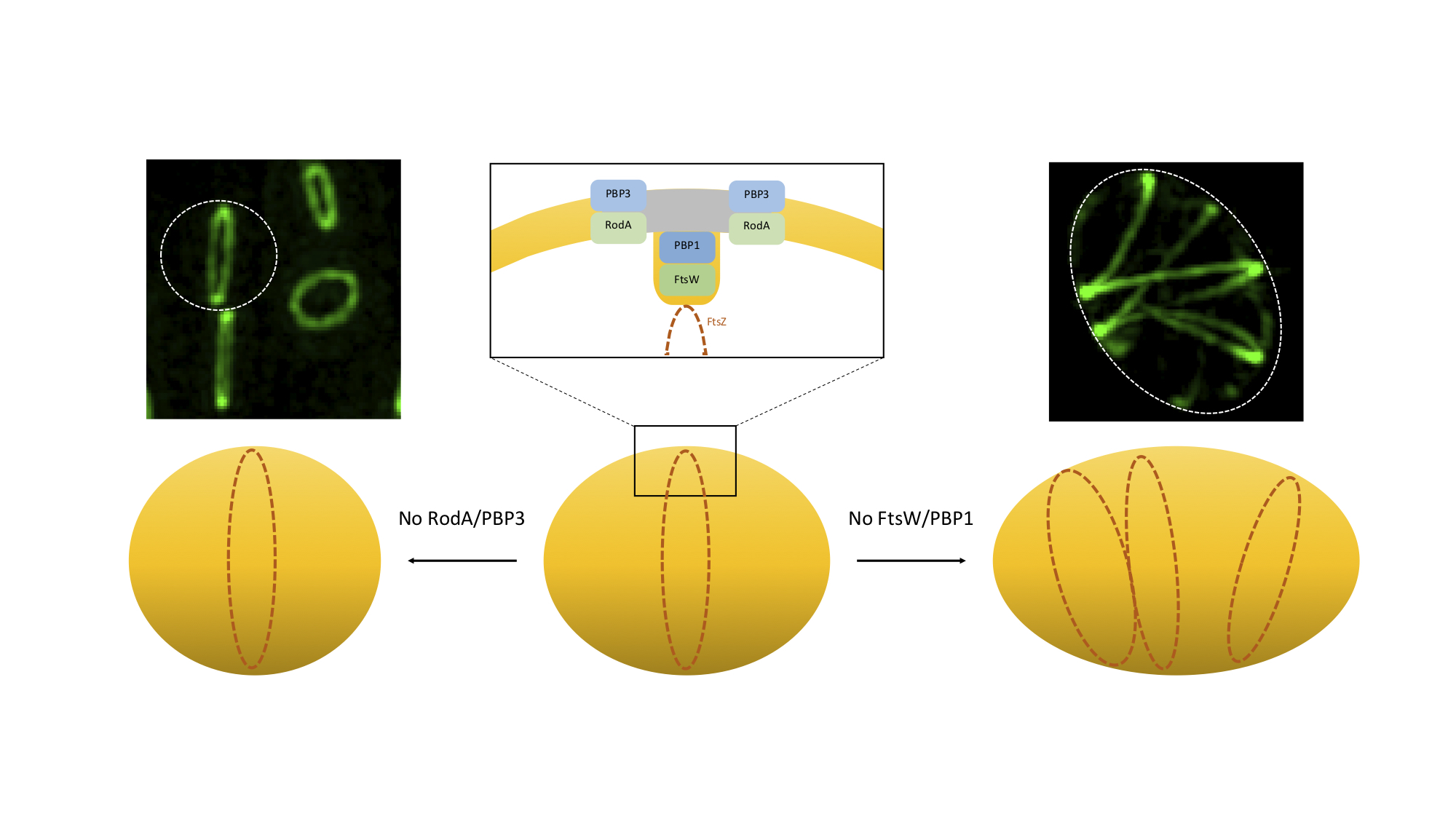 pbp3 gene purpose