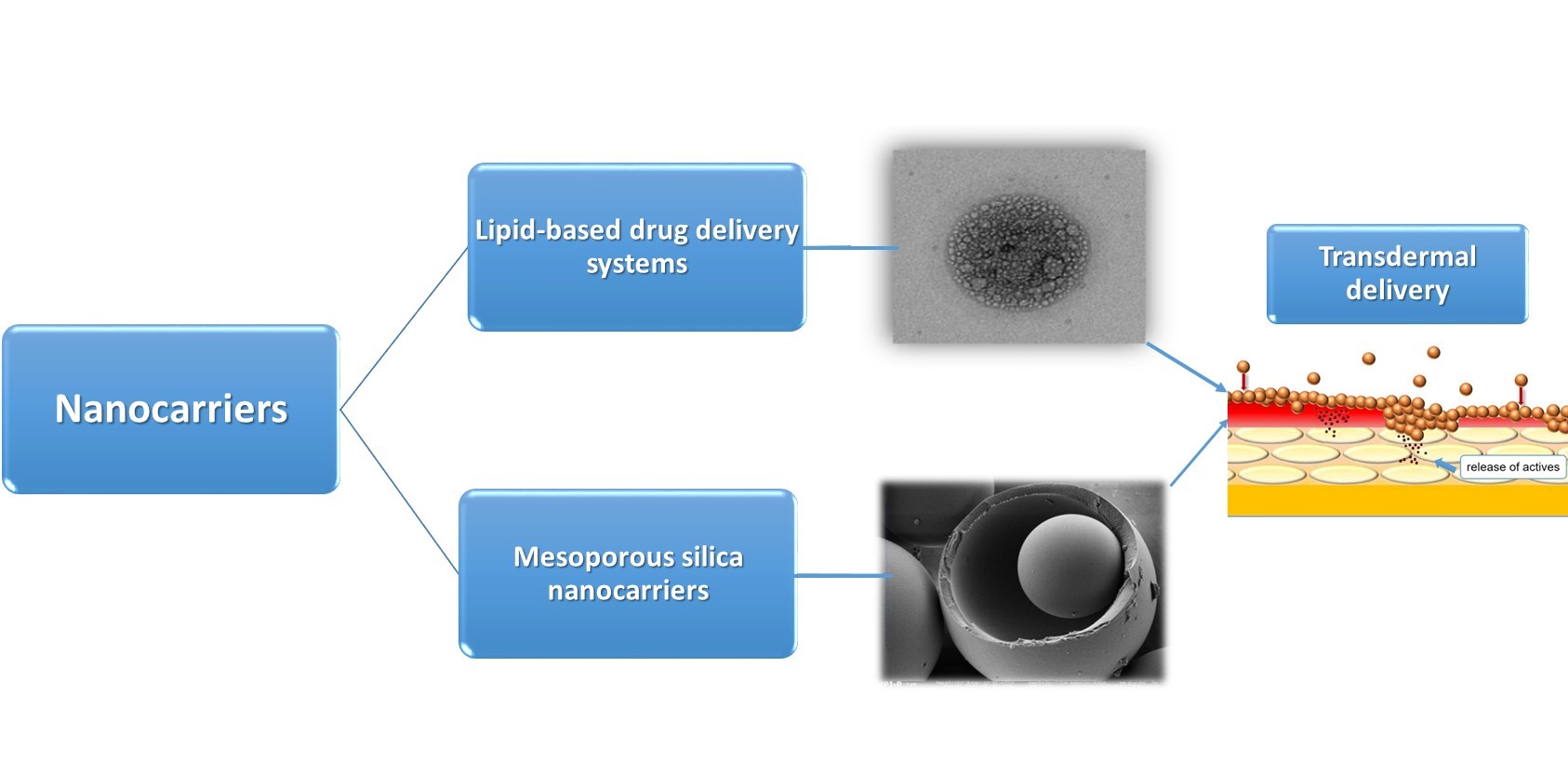 NPs drug delivery