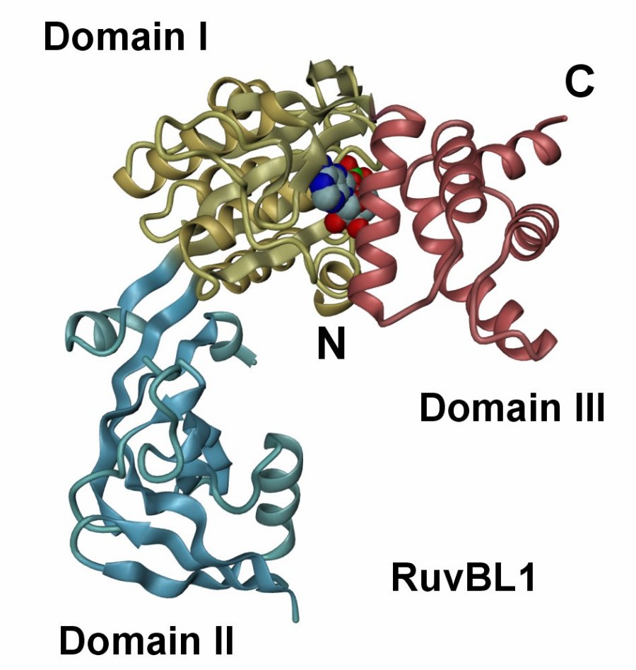 ruvb1B.jpg