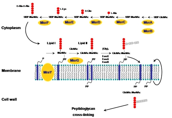 peptid_br2