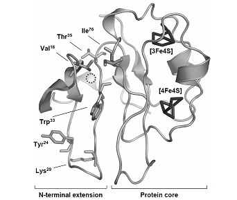 Ferredoxin.png