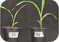 Microbiota-driven genetic switch could promote plant leaf growth