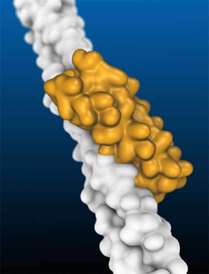 Figure legend: Illustration of a protein created by ITQB NOVA researchers using computational tools (in yellow) that has been designed to efficiently fit onto a structure on the surface of the SARS-CoV-2 virus (in white). By binding to the surface of the virus, the designed protein prevents it from entering our cells and inhibits infection.